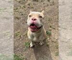 Small Mutt