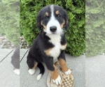 Image preview for Ad Listing. Nickname: Belle