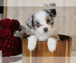 Image preview for Ad Listing. Nickname: Puppy 1