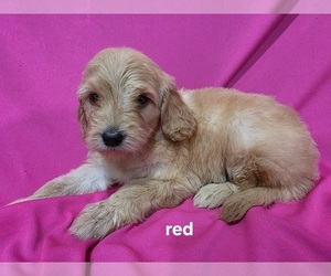 Goldendoodle Puppy for Sale in DUBLIN, Texas USA