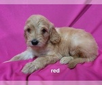 Image preview for Ad Listing. Nickname: Red Collar