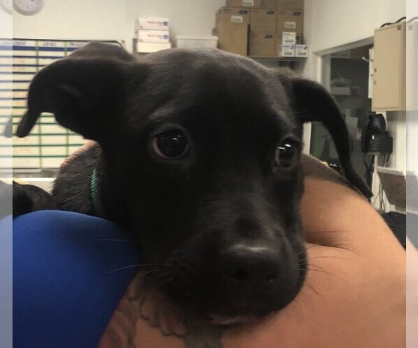 Medium Photo #3 American Bulldog-Unknown Mix Puppy For Sale in Royal Palm Beach, FL, USA
