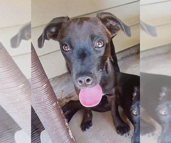 Medium Photo #1 Labrador Retriever-Unknown Mix Puppy For Sale in San Antonio, TX, USA