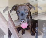 Small Labrador Retriever Mix