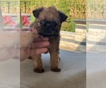 Small #1 Brussels Griffon
