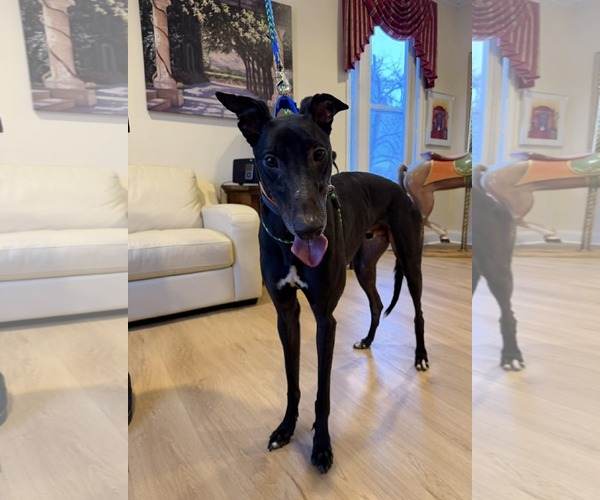 Medium Photo #2 Greyhound Puppy For Sale in Cherry Hill, NJ, USA