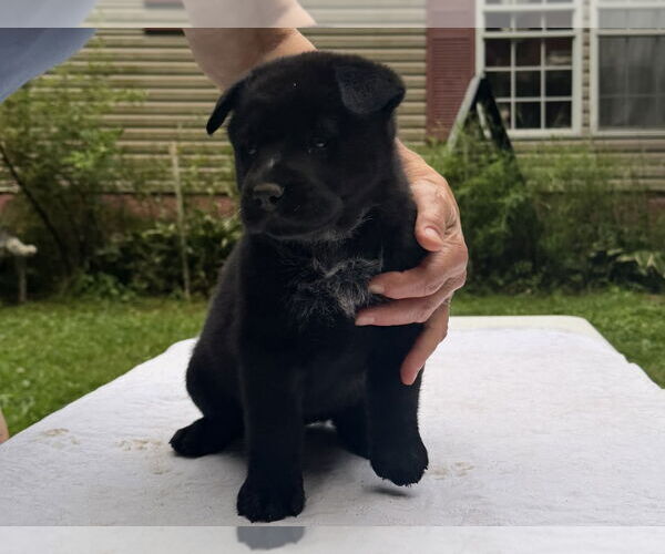 Medium Photo #2 Mutt Puppy For Sale in Garden City, NY, USA