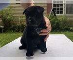 Small #1 Mutt