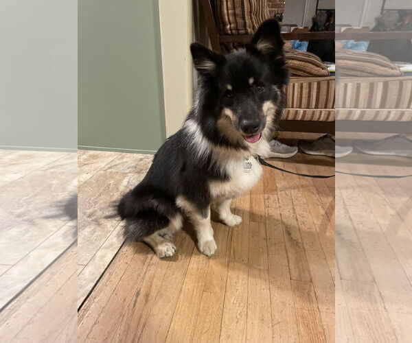 Medium Photo #2 Mutt Puppy For Sale in Davis, CA, USA