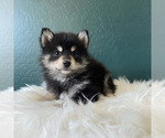 Small Photo #4 Pomsky Puppy For Sale in QUEEN CREEK, AZ, USA