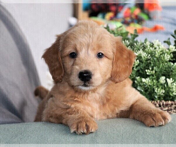 Medium Photo #4 Goldendoodle (Miniature) Puppy For Sale in SYRACUSE, IN, USA