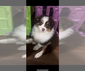 Miniature Australian Shepherd Puppy for sale in INDIANAPOLIS, IN, USA