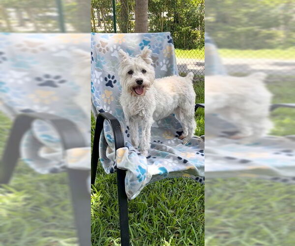 Medium Photo #11 Mutt Puppy For Sale in Weston, FL, USA