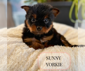 Yorkshire Terrier Puppy for sale in ELMHURST, IL, USA