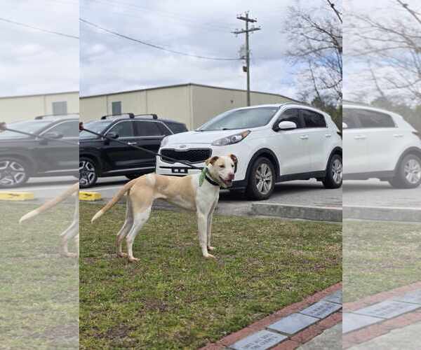 Medium Photo #4 Labrador Retriever-Unknown Mix Puppy For Sale in Orangeburg, SC, USA