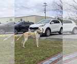 Small #3 Labrador Retriever Mix