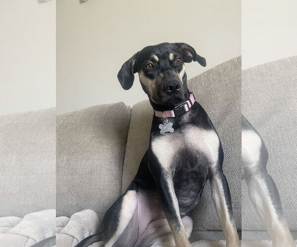 Medium Photo #4 Catahoula Leopard Dog-Greyhound Mix Puppy For Sale in Chandler, AZ, USA