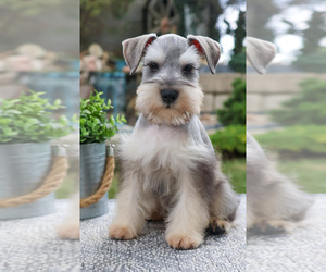 Schnauzer (Miniature) Puppy for sale in SYRACUSE, IN, USA