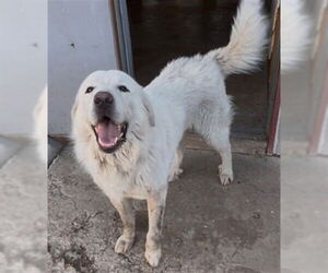 Great Pyrenees-Unknown Mix Dogs for adoption in Plano, TX, USA