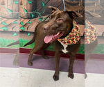 Small #6 Labrador Retriever Mix
