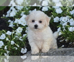 Image preview for Ad Listing. Nickname: Cashew