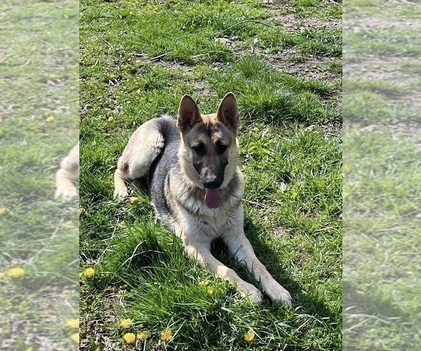 Medium Photo #1 German Shepherd Dog Puppy For Sale in FORT WAYNE, IN, USA