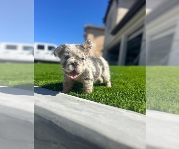 Medium Photo #4 French Bulldog Puppy For Sale in FOLSOM, CA, USA