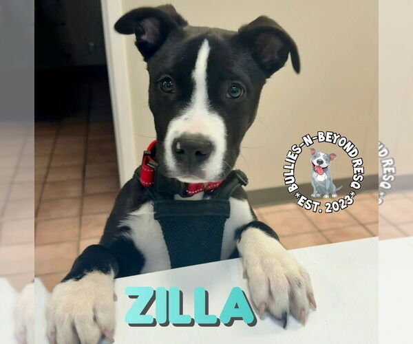 Medium Photo #2 Boxer-Unknown Mix Puppy For Sale in Omaha, NE, USA