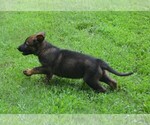 Small Photo #7 German Shepherd Dog Puppy For Sale in POWDER SPRINGS, GA, USA