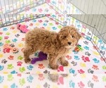 Small #6 Cock-A-Poo-Poodle (Miniature) Mix