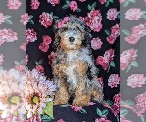 Miniature Bernedoodle Puppy for sale in GLEN ROCK, PA, USA