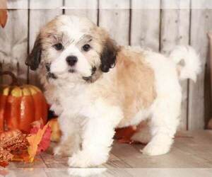 Zuchon Puppy for sale in MOUNT VERNON, OH, USA