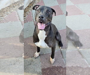 Labrador Retriever-Unknown Mix Dogs for adoption in Houston, TX, USA