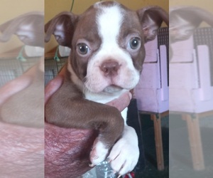 Boston Terrier Puppy for sale in KNOB NOSTER, MO, USA
