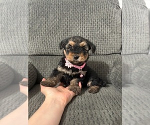 YorkiePoo Puppy for sale in JEFFERSONVILLE, IN, USA