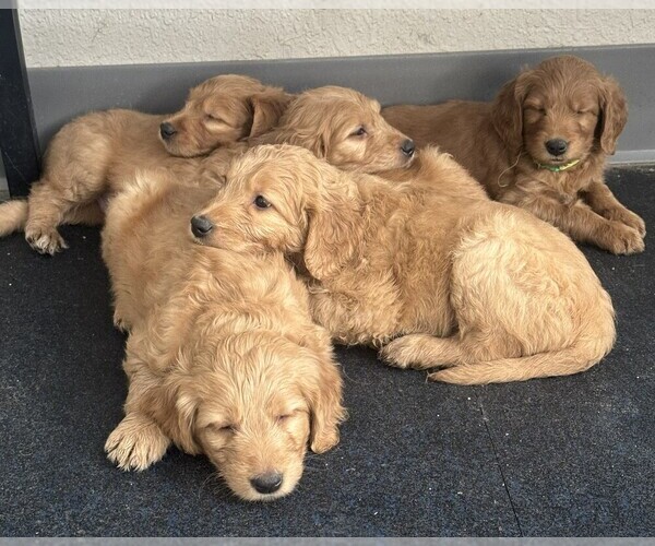 Medium Photo #3 Goldendoodle Puppy For Sale in ELBERT, CO, USA