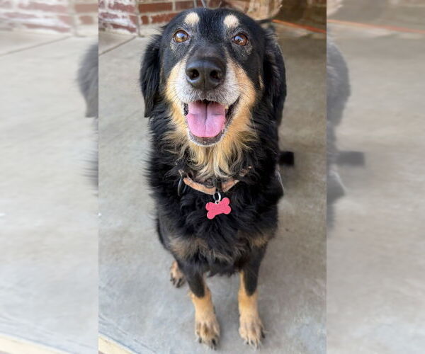 Medium Photo #4 Australian Shepherd-Unknown Mix Puppy For Sale in Boston, MA, USA