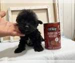 Small Photo #83 Yorkshire Terrier Puppy For Sale in HAYWARD, CA, USA