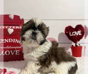 Shih Tzu Puppy for sale in JASONVILLE, IN, USA