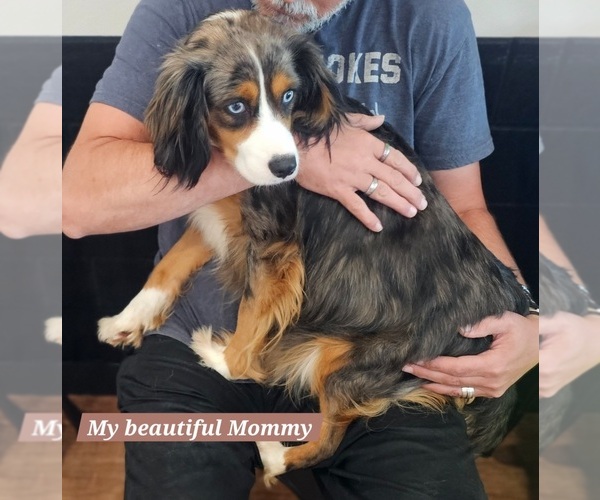 Medium Photo #1 Aussalier Puppy For Sale in DECATUR, IL, USA