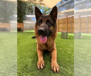 German Shepherd Dog Dogs for adoption in San Diego, CA, USA
