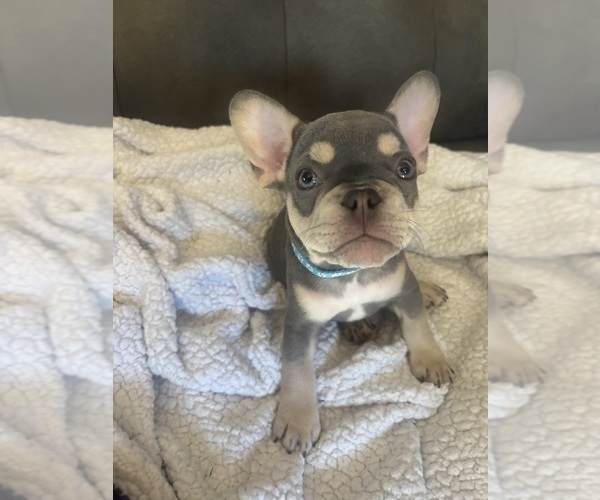 Medium Photo #14 French Bulldog Puppy For Sale in KENT, WA, USA