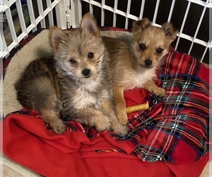 Yoranian Puppy for sale in GALLOWAY, NJ, USA