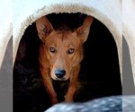 Small Carolina Dog Mix