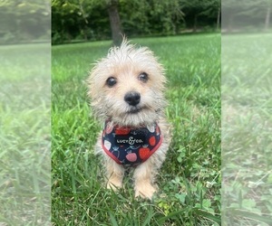 Morkie Puppy for sale in DURHAM, CT, USA