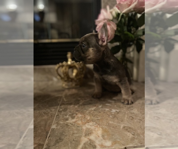 Medium Photo #3 French Bulldog Puppy For Sale in SEATTLE, WA, USA