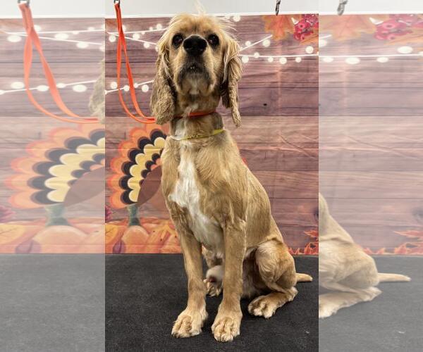 Medium Photo #4 Cocker Spaniel Puppy For Sale in Westminster, MD, USA