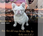 Small Photo #1 French Bulldog Puppy For Sale in DALLAS, TX, USA