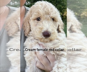 Medium Poodle (Standard)