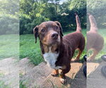 Small #3 Cocker Basset